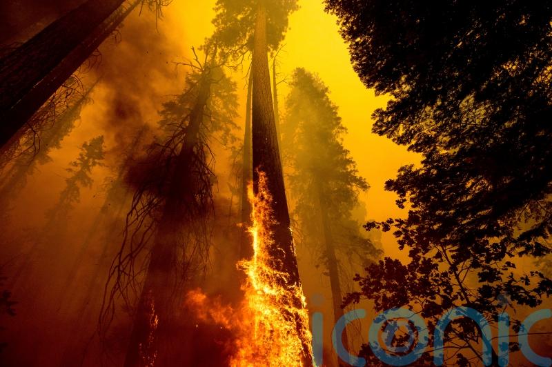 Emergency action planned to save giant sequoia trees from wildfires