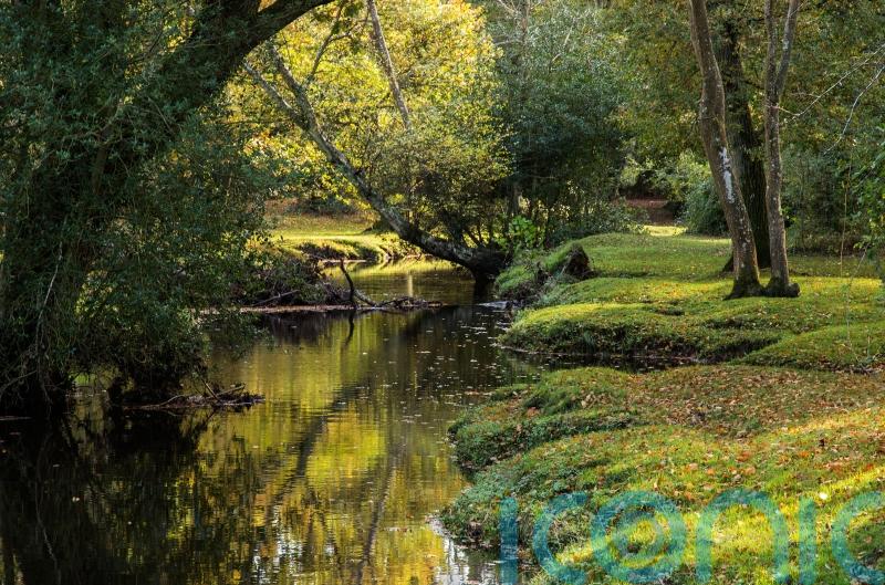 New Forest rivers ‘being treated like open sewer’ by water firm