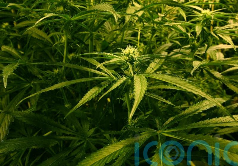 Cannabis factory found – in former police station