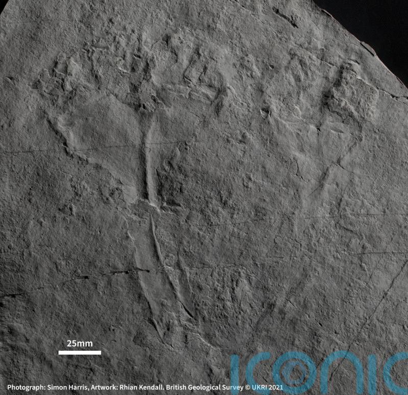 Fossil named after Sir David Attenborough ‘is first animal predator’