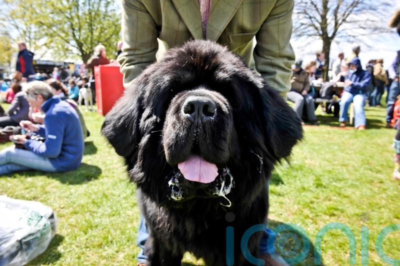 Specially trained dogs to rescue people as part of drowning prevention plan