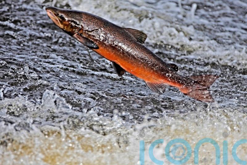 US could demand action on dams to save last Atlantic salmon
