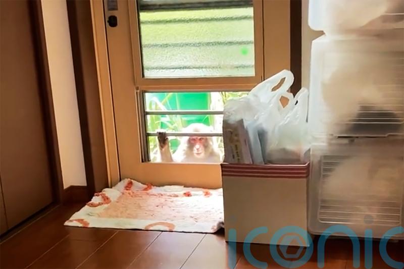‘I have never seen anything like this’: Japanese city alarmed by monkey attacks