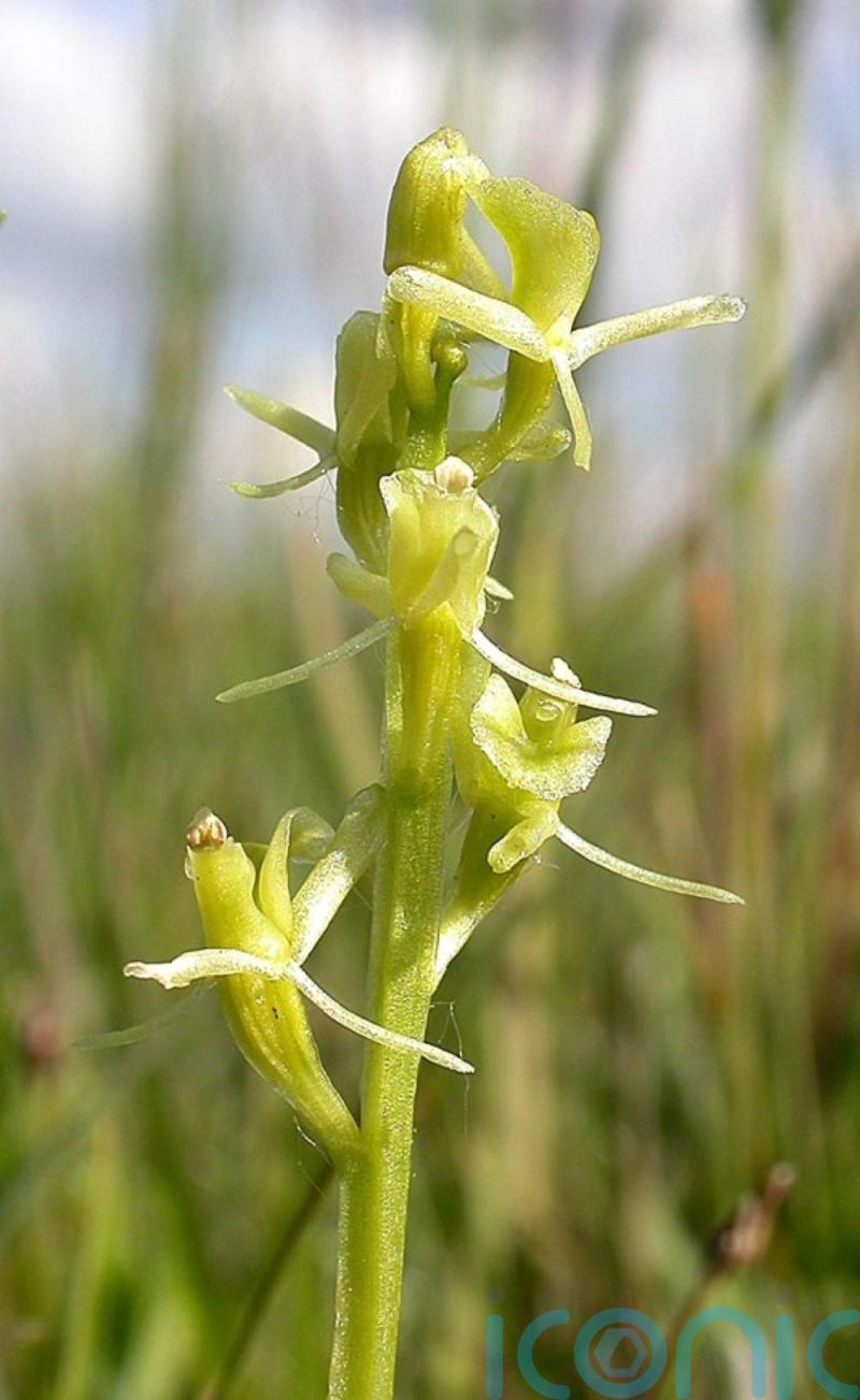 Rare orchid found at Welsh military site for the first time in almost 20 years