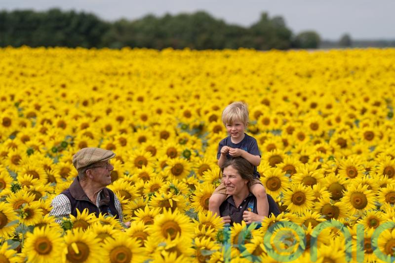 Sunflower crop earliest for more than a decade following heatwave