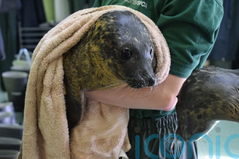 Seals flown to Shetland for care after rescue centre water breakdown