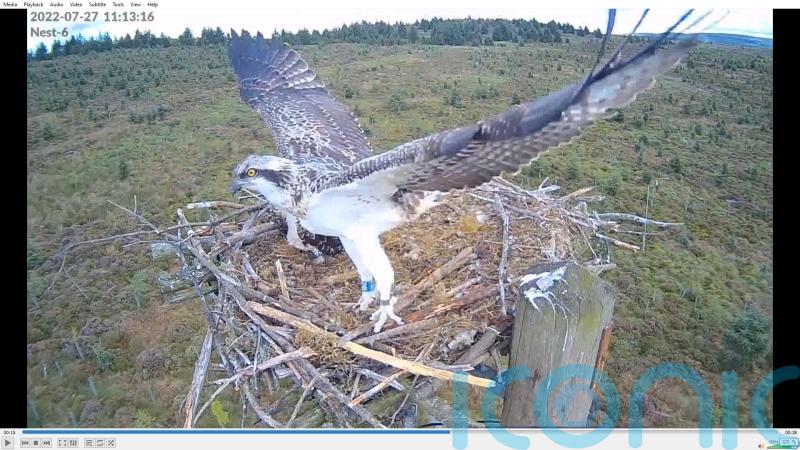 Wildlife lovers celebrate 100th osprey to fly the nest