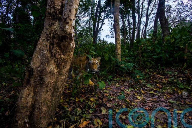 Tiger numbers surge in Nepal following 12-year conservation programme