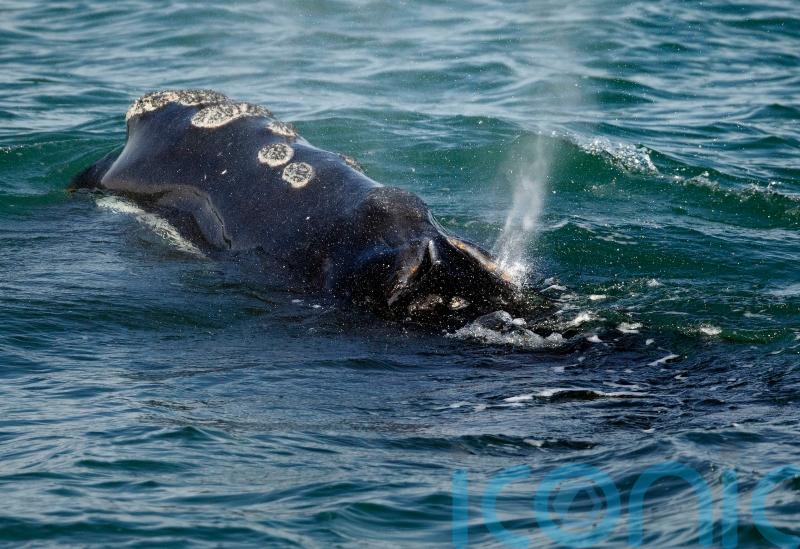 Vessels must slow down to save whale species from extinction, US rules say