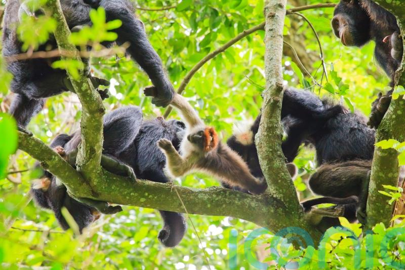 Chimpanzees produce ‘hunting bark’ to co-ordinate group members – study