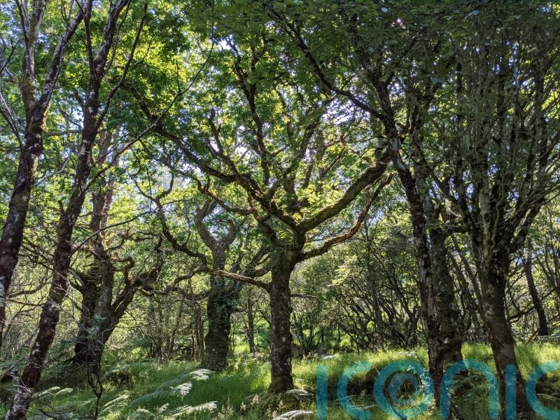 Boost for Scotland’s rainforest recovery as RSPB takes on nature reserve