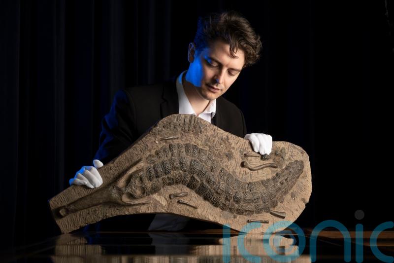 40-million-year-old crocodile fossil could be snapped up for £15,000 at auction