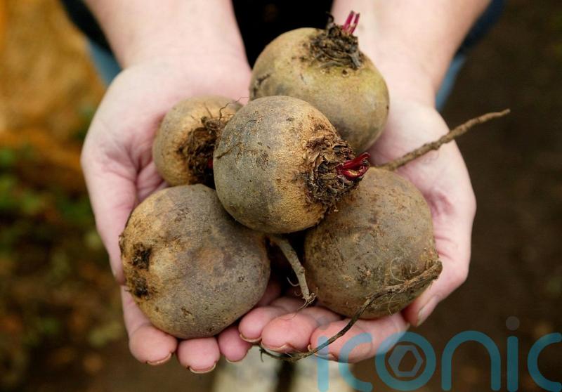 Scientists to study if beetroot can help people with type 2 diabetes burn fat
