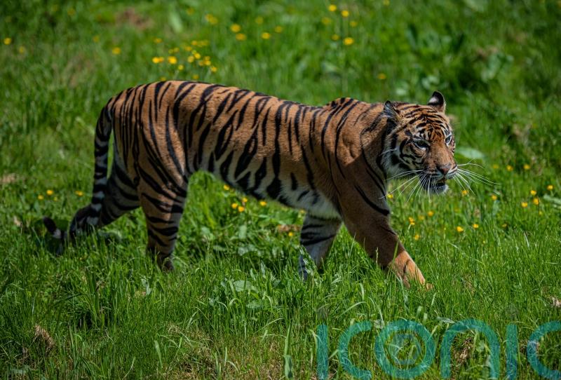 Chester Zoo welcomes endangered Sumatran tiger Dash with hope for cubs