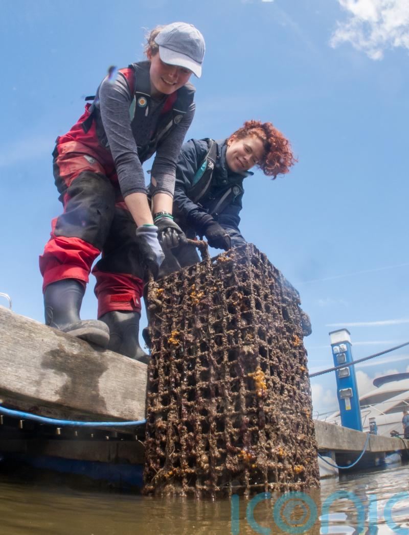Oyster nurseries filter half a million bathtubs of water in year since creation