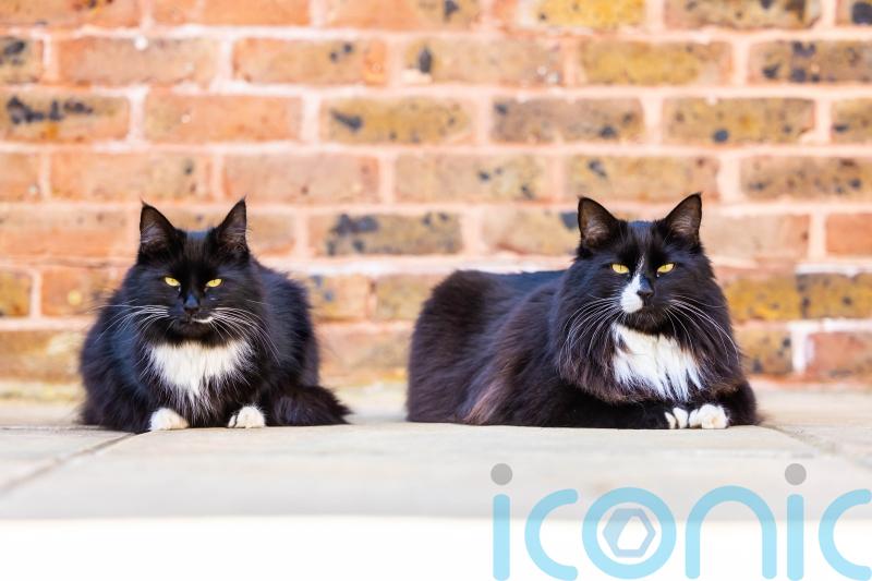 Jasper and Willow share Cat of the Year award for bringing ‘comfort’ to hospice