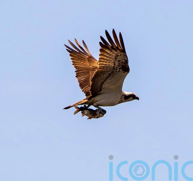 Yorkshire’s first breeding ospreys for centuries ‘nothing short of a miracle’