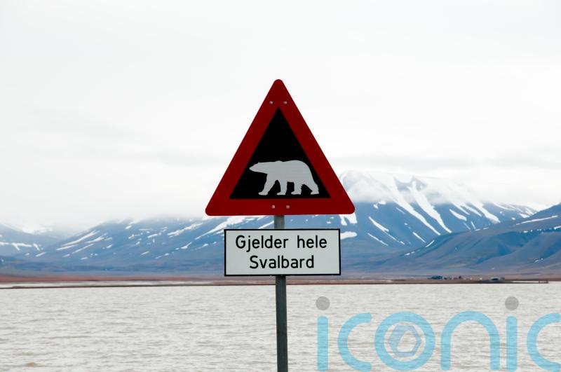Tourist injured in polar bear attack on Norwegian island