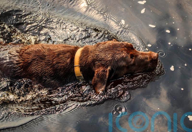 How to keep pets cool in the heat