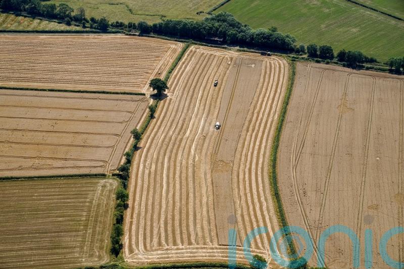 Drought will mean poor quality potato crop and financial losses, farmers say