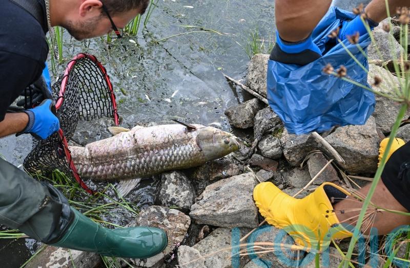 High salinity found in European river after mass fish die-off