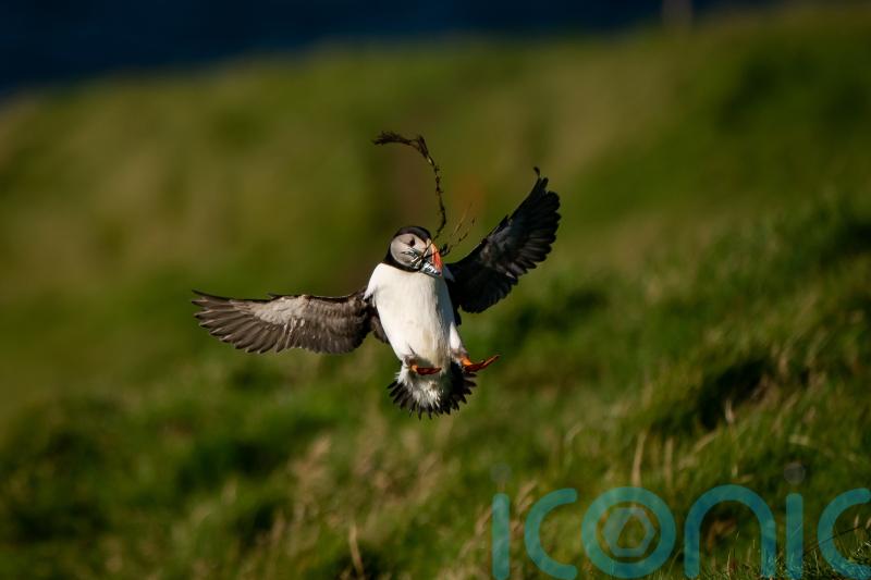 Remote Icelandic community fights to save pufflings with puffin patrols