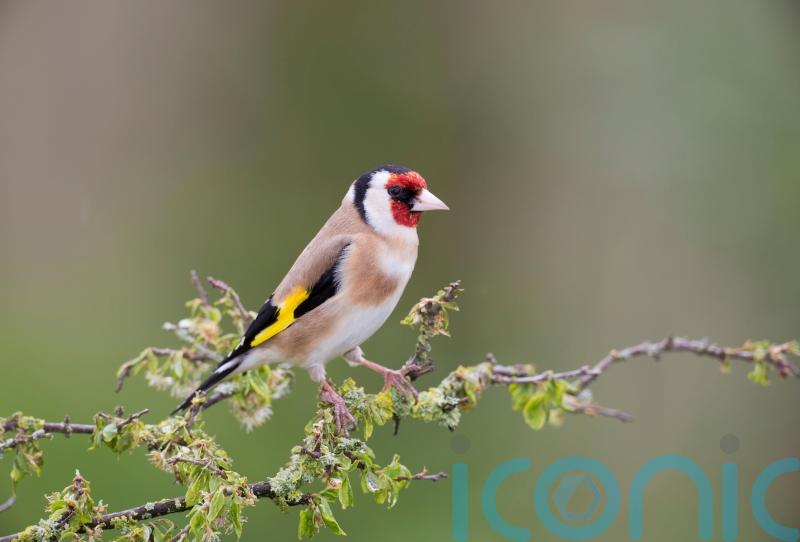 How to help smaller birds fight for their share in your garden