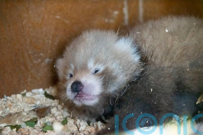 Birth of endangered red panda cub a ‘symbol of hope’