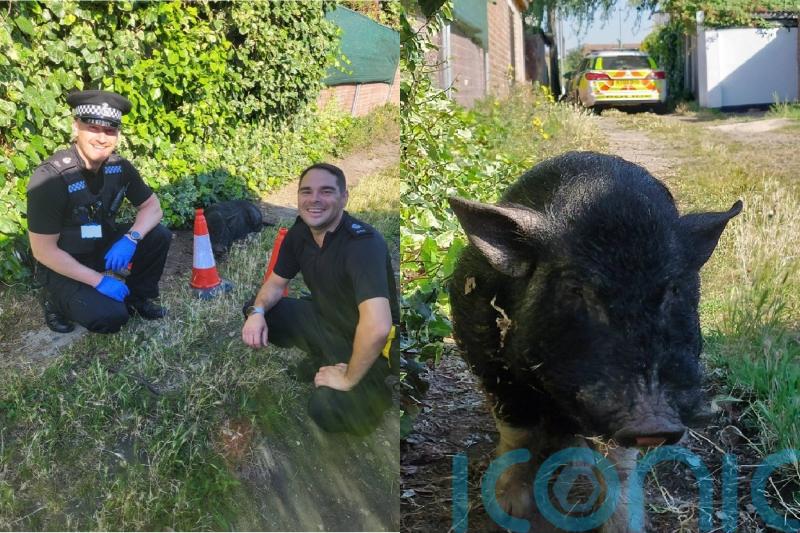 Pig apprehended after ‘munching through gardens’