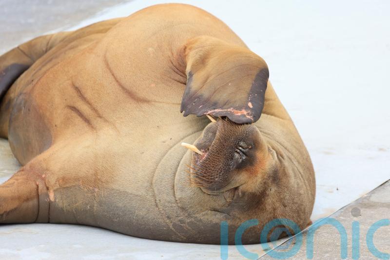 Campaign under way in Norway to erect statue of euthanised walrus