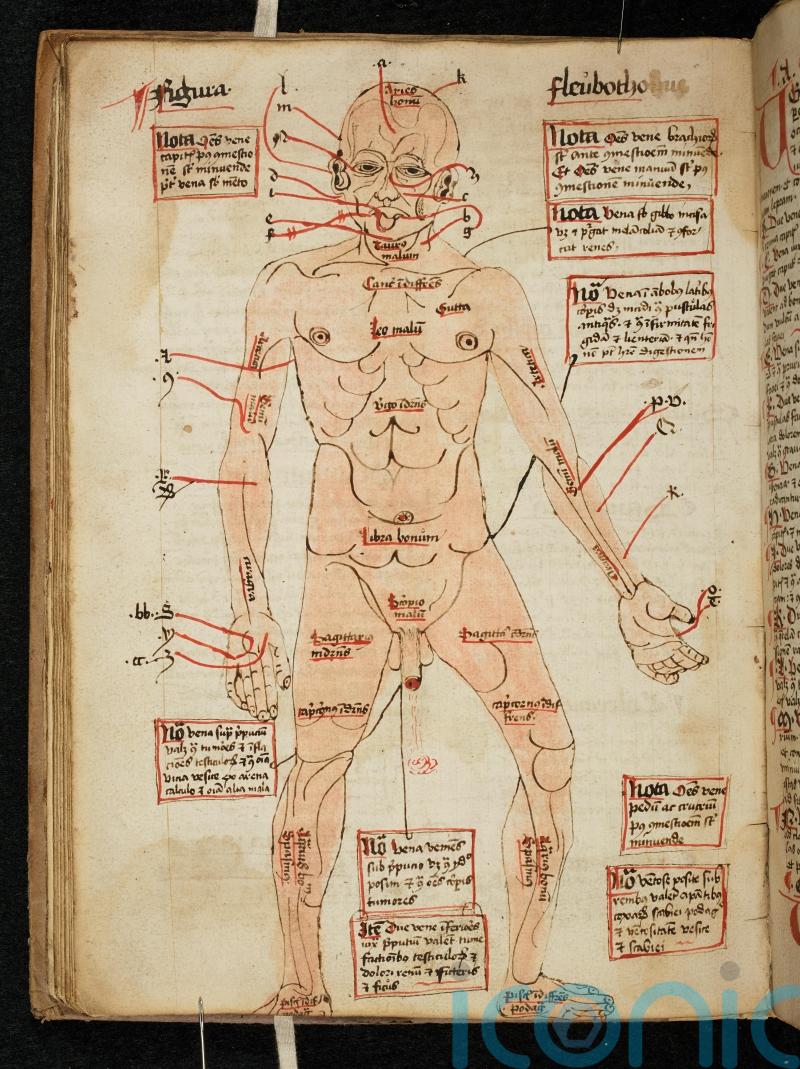 Stuffed puppy and ground owl among curious medieval cures to be shared online
