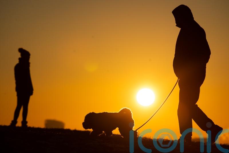 Dog gets monkeypox from its owner – WHO