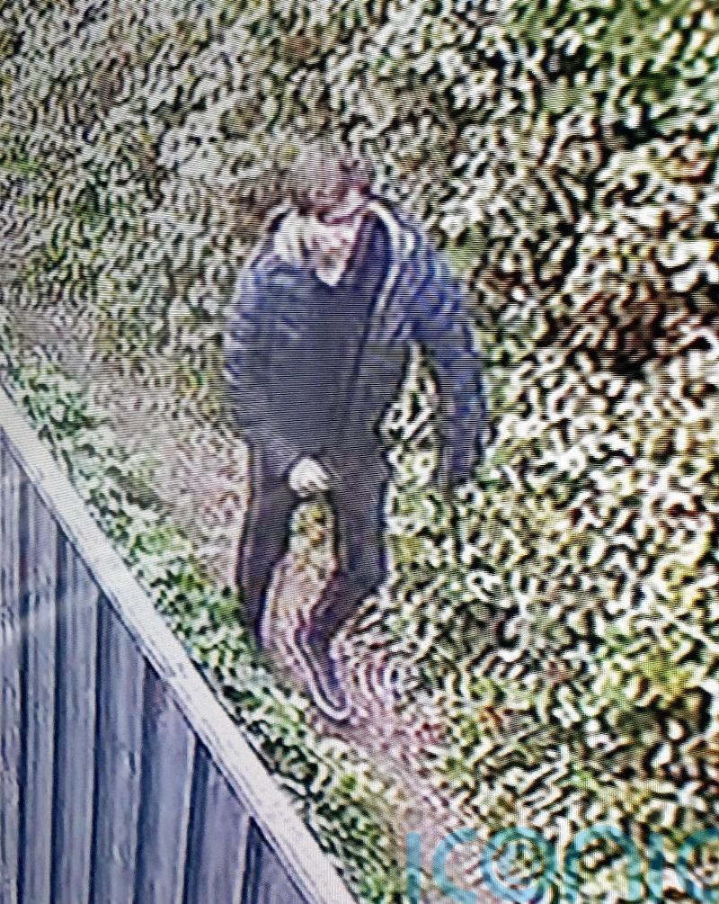 Suspect arrested after alleged abduction and sexual assault of young girl
