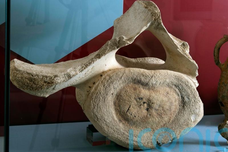 Medieval whale bone discovered at inland castle goes on display