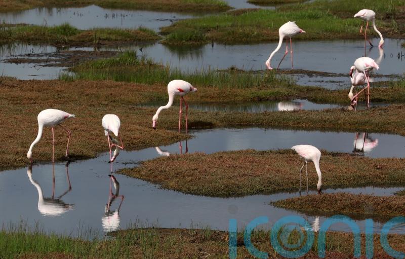 Changing weather patterns caused by climate change threatening migratory birds