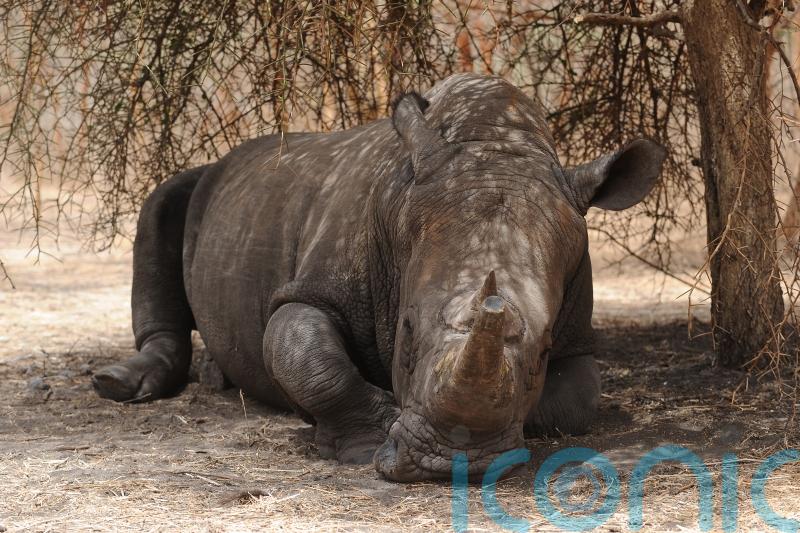Poaching of rhinos ‘shows encouraging decline but remains an acute threat’