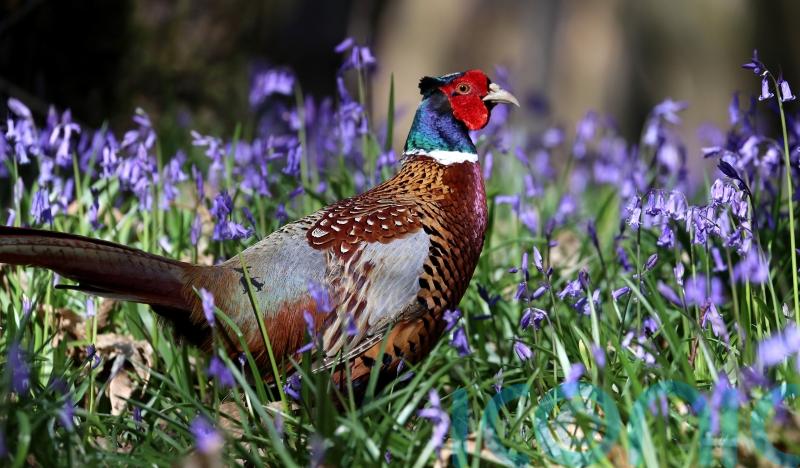 People eating wild-shot pheasant ‘likely to be eating lead’