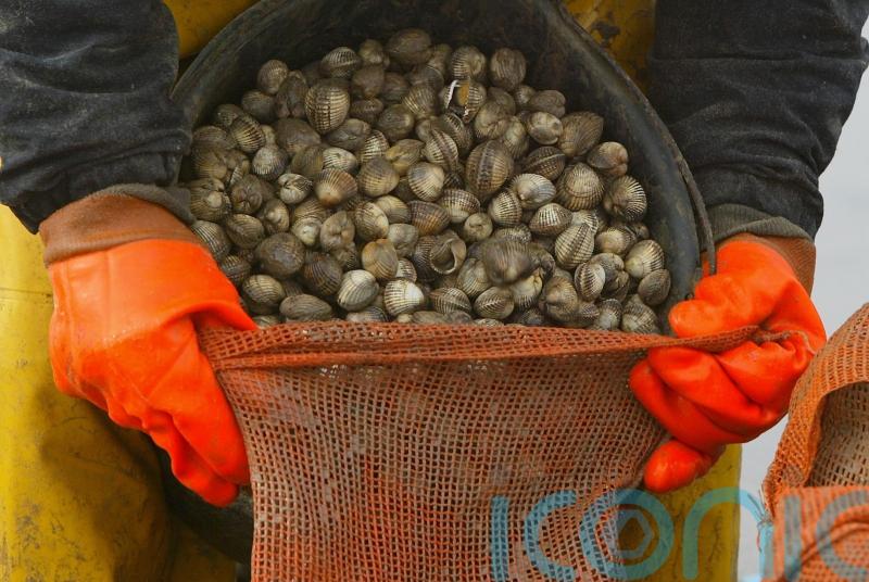 Shellfish ‘forgotten victims’ of sewage polluting UK waters say Lib Dems
