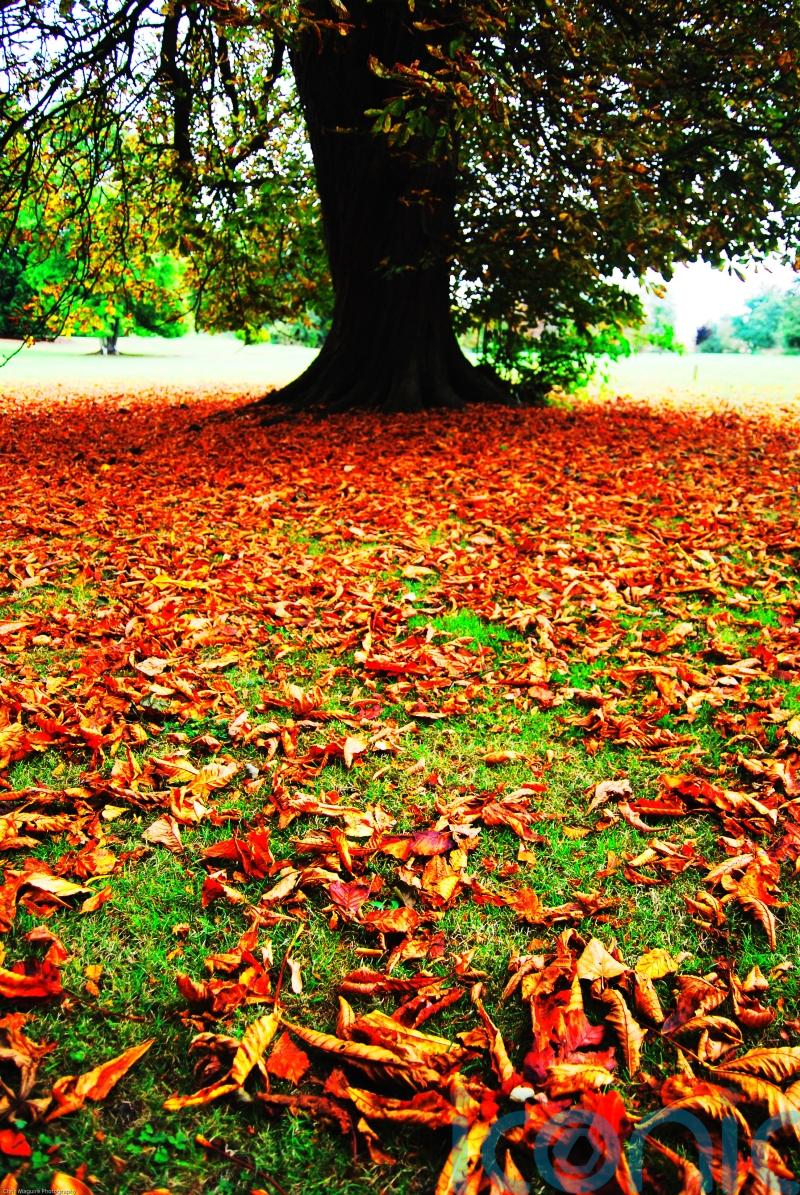 ‘False autumn’ caused by summer drought spells trouble for nature