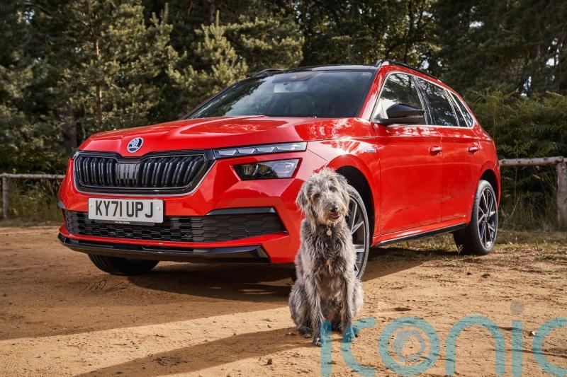 Brits spend £4,000 a year on their dogs but many forget to keep them secure in the car