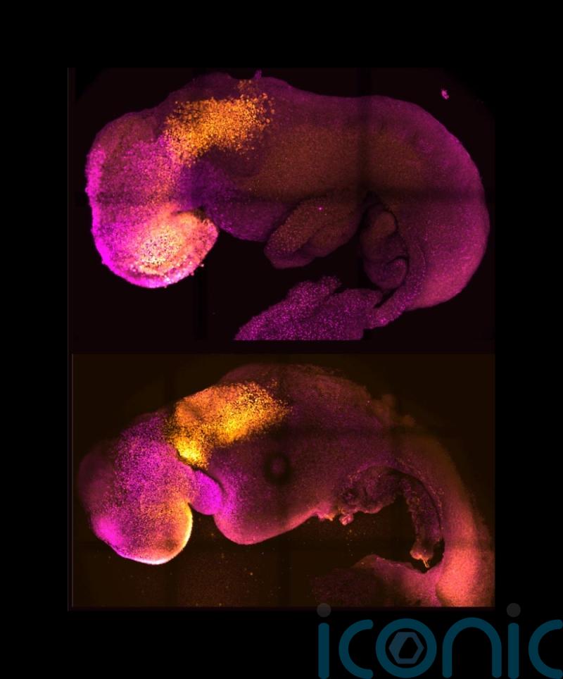 ‘Synthetic embryo with brain and beating heart grown from mouse stem cells’