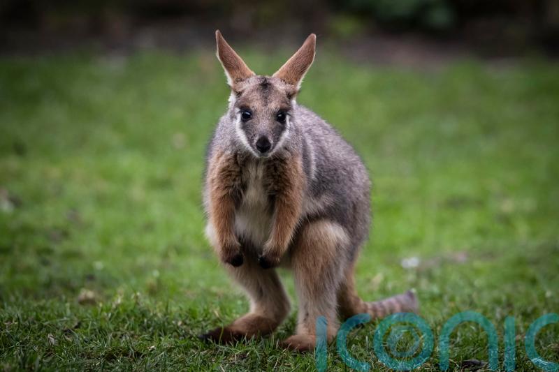 Missing wallaby found after three days on the run