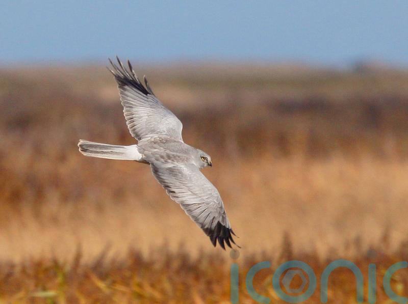 More than 100 hen harrier chicks fledge in England in century high for rare bird