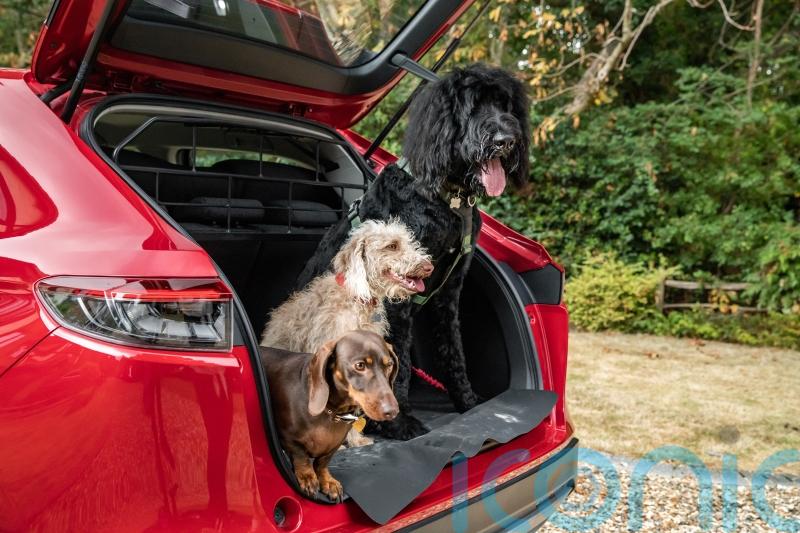 Honda announces range of new dog accessories for its cars