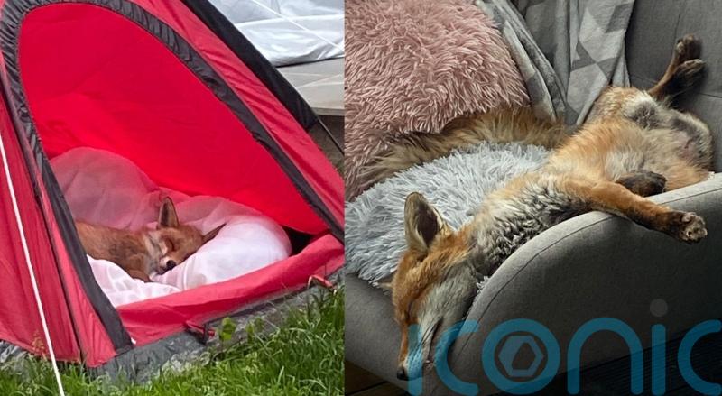 Family rescue injured fox and nurse it back to health in garden tent