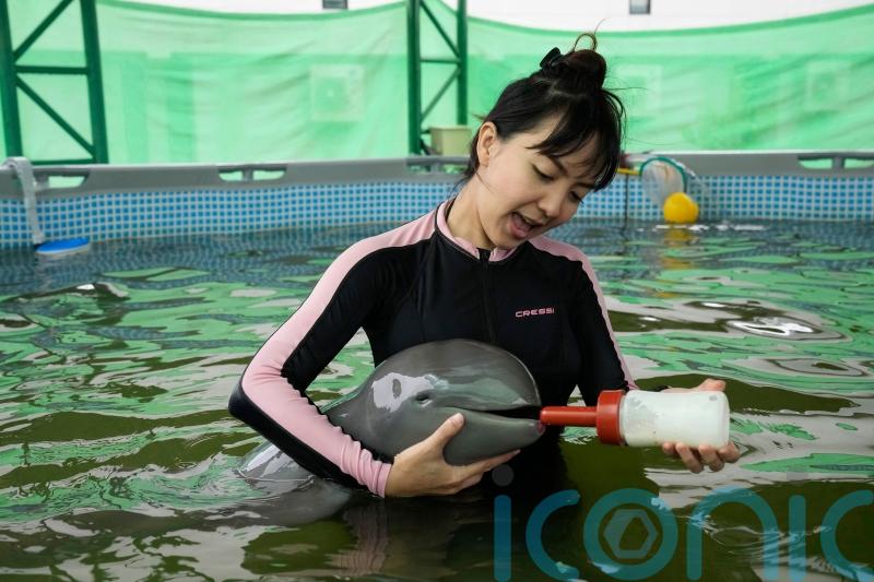 Sick dolphin calf improves with tube-fed milk and helping hands
