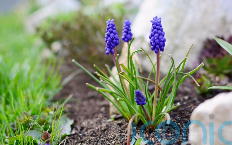 Are grape hyacinths good for you?