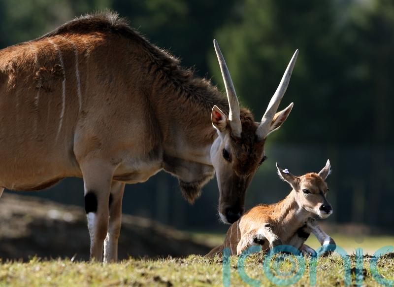 Man gored to death by antelope in Swedish animal park