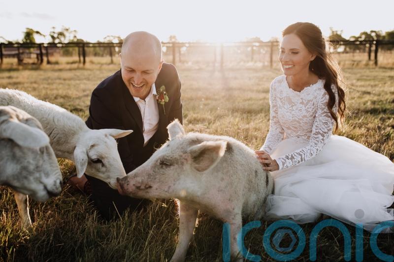 Animal-mad vegan couple who met working at a farmyard sanctuary celebrate tying the knot in photoshoot alongside their favourite sheep