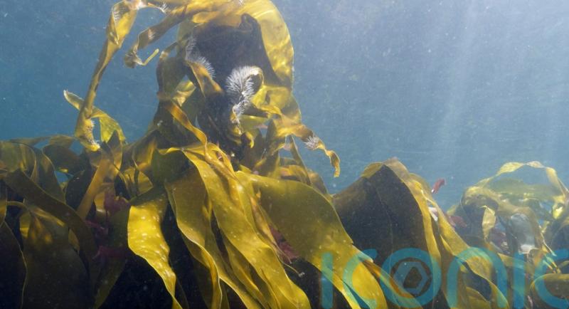 Plymouth’s kelp forest to be dedicated to the Queen